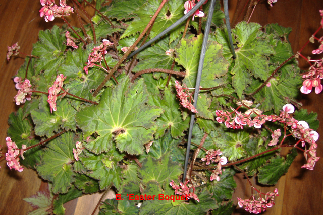B. ‘Easter Bouquet’